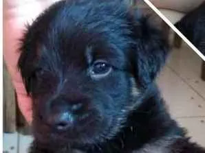 Cachorro ra a SRD idade Abaixo de 2 meses nome Filhotes