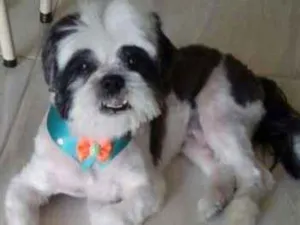 Cachorro raça schitzu idade 6 ou mais anos nome Bruninho GRATIFICA