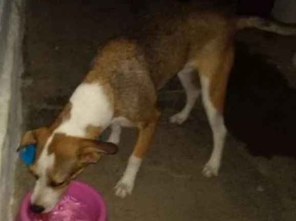 Cachorro raça Rnd idade 7 a 11 meses nome Pituca