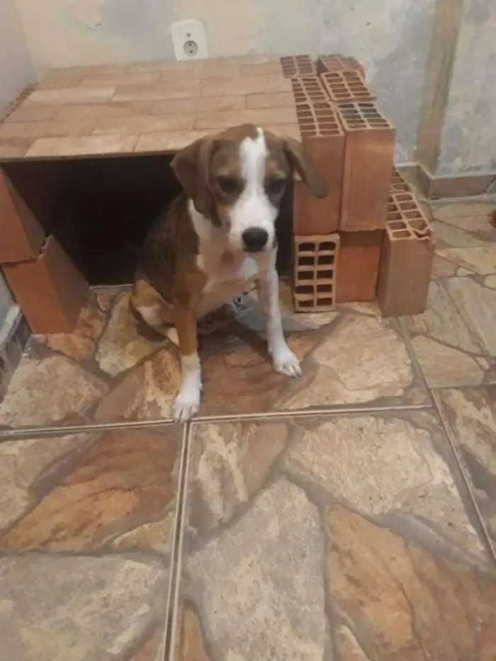 Cachorro raça Rnd idade 7 a 11 meses nome Pituca