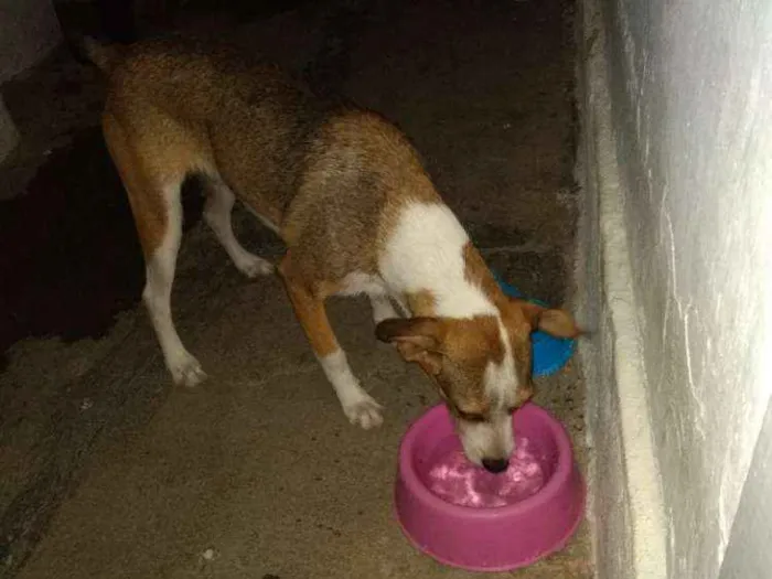 Cachorro raça Rnd idade 7 a 11 meses nome Pituca