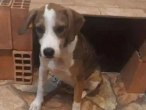 Cachorro raça Rnd idade 7 a 11 meses nome Pituca