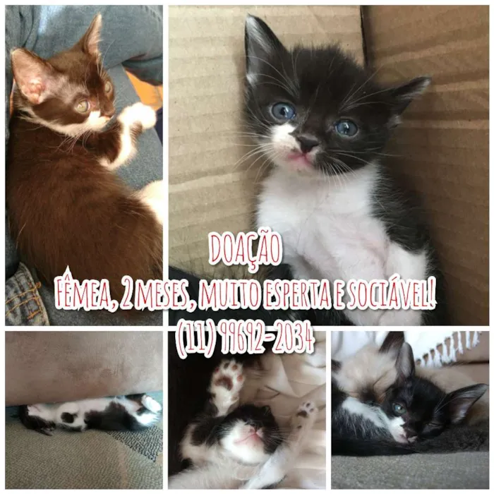 Gato ra a Vira Lata idade Abaixo de 2 meses nome Agnes