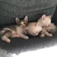 Gatinhos para adoção