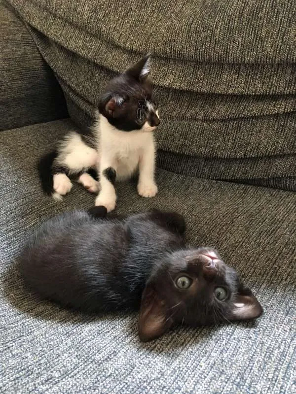 Gato ra a  idade 2 a 6 meses nome Gatinhos para adoção