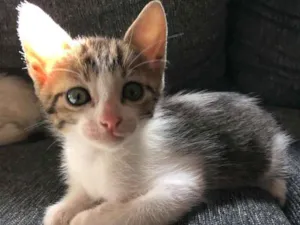 Gato raça  idade 2 a 6 meses nome Gatinhos para adoção