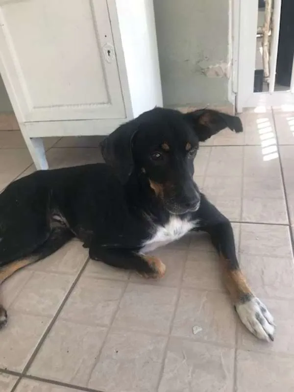 Cachorro ra a SRD idade 4 anos nome Laila