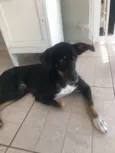 Laila