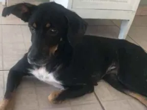 Cachorro raça SRD idade 4 anos nome Laila