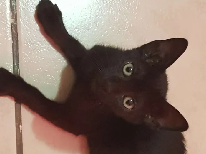 Gato ra a Pretinho Lindo idade Abaixo de 2 meses nome Pretinho lindo????