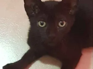 Gato raça Pretinho Lindo idade Abaixo de 2 meses nome Pretinho lindo????
