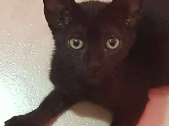 Gato ra a Pretinho Lindo idade Abaixo de 2 meses nome Pretinho lindo????