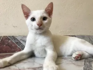Gato raça SRD idade 2 a 6 meses nome Bebe 