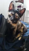 Lili