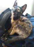 Lili