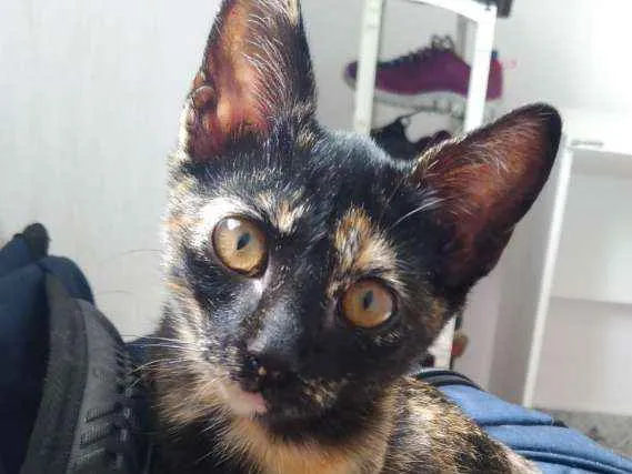 Gato ra a Manchas cor de cobre idade Abaixo de 2 meses nome Lili