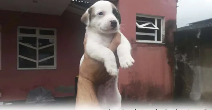 Cachorro raça Não tem idade 2 a 6 meses nome Filhote