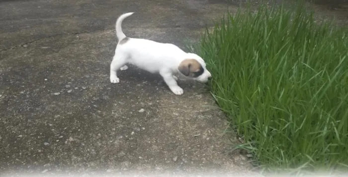 Cachorro raça Não tem idade 2 a 6 meses nome Filhote