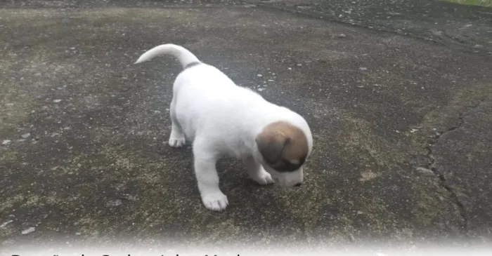 Cachorro raça Não tem idade 2 a 6 meses nome Filhote