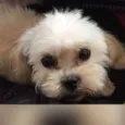 Tomas