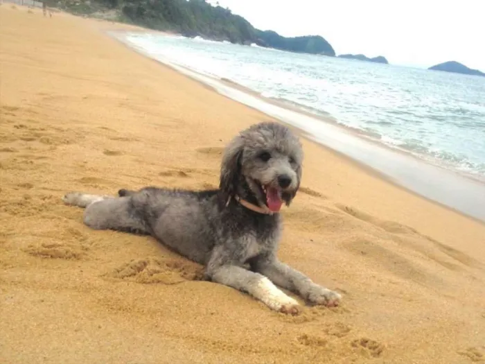 Cachorro ra a Vira lata  idade 4 anos nome Dory