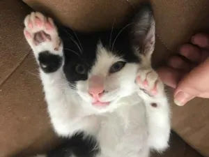 Gato raça SRD idade 2 a 6 meses nome Chiclete 