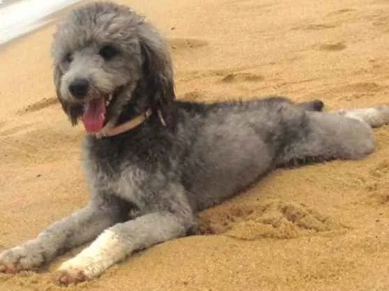 Cachorro ra a Vira lata  idade 4 anos nome Dory