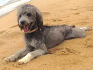 Cachorro raça Poodle com viralata idade 4 anos nome Dorys