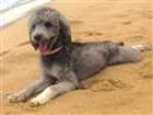 Cachorro raça Poodle com viralata idade 4 anos nome Dorys