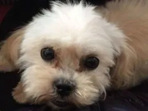 Cachorro raça  idade 7 a 11 meses nome Tomas