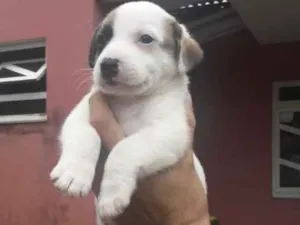 Cachorro raça Não tem idade 2 a 6 meses nome Filhote