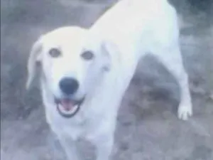 Cachorro raça indefinida idade 4 anos nome kiko GRATIFICA