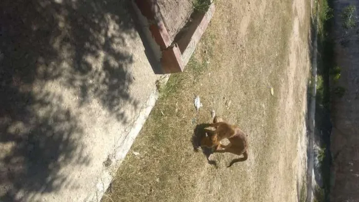 Cachorro ra a MISTA idade 7 a 11 meses nome PRINCIPE