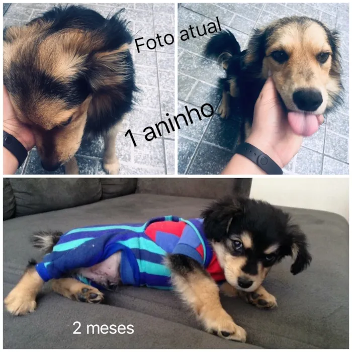 Cachorro ra a Vira lata  idade 1 ano nome Lord 