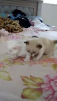 pingo e branca
