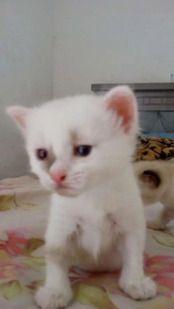 Gato ra a srd idade Abaixo de 2 meses nome pingo e branca 