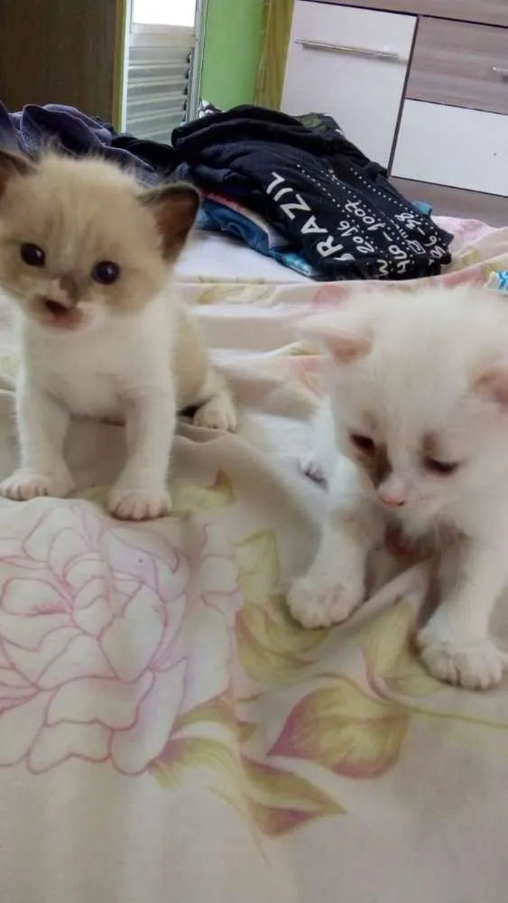 Gato ra a srd idade Abaixo de 2 meses nome pingo e branca 