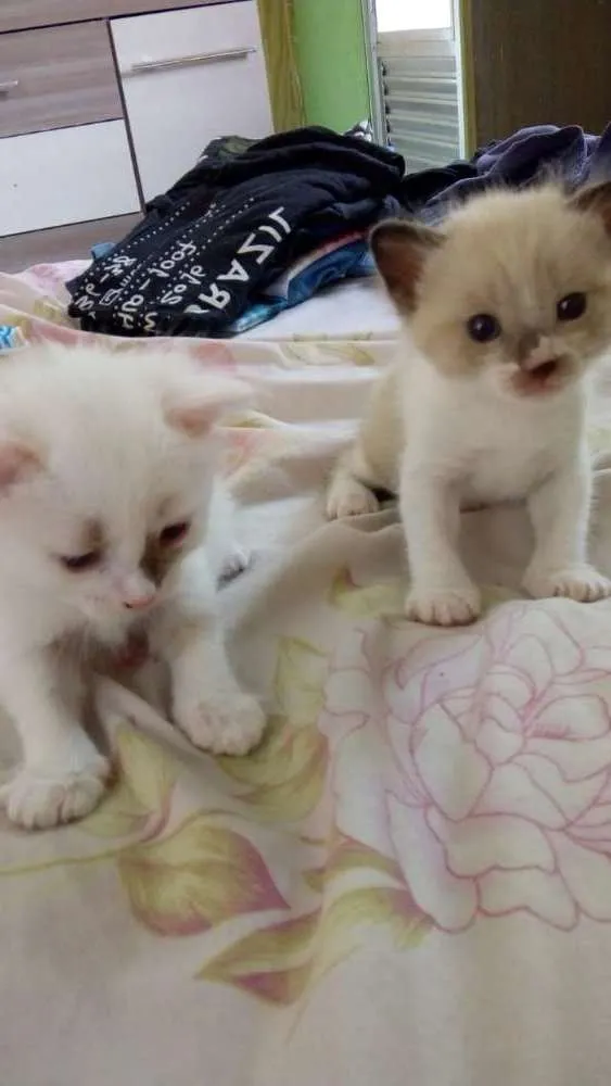 Gato ra a srd idade Abaixo de 2 meses nome pingo e branca 