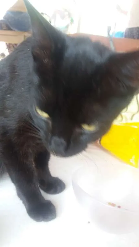 Gato ra a bombai idade 1 ano nome junana