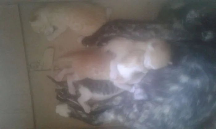 Gato raça  idade Abaixo de 2 meses nome Mila e irmãos