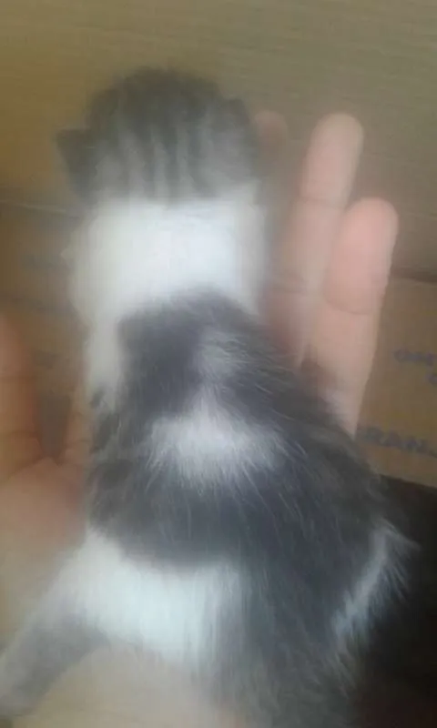 Gato raça  idade Abaixo de 2 meses nome Mila e irmãos