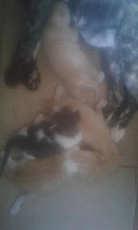 Gato raça  idade Abaixo de 2 meses nome Mila e irmãos