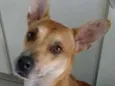 Cachorro raça Srd idade 2 anos nome Dudu