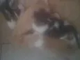 Mila e irmãos