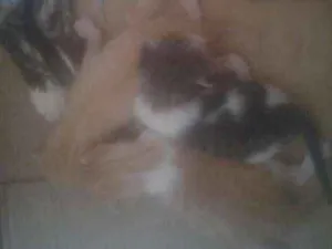 Gato raça  idade Abaixo de 2 meses nome Mila e irmãos
