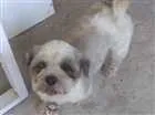 Cachorro raça Shitzu idade 1 ano nome Caco