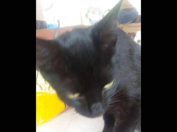 Gato ra a bombai idade 1 ano nome junana