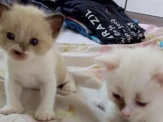 Gato ra a srd idade Abaixo de 2 meses nome pingo e branca 