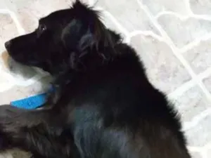 Cachorro raça Viralata idade 5 anos nome Vitória