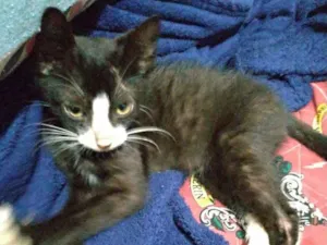 Gato raça SRD idade 2 a 6 meses nome Filhote